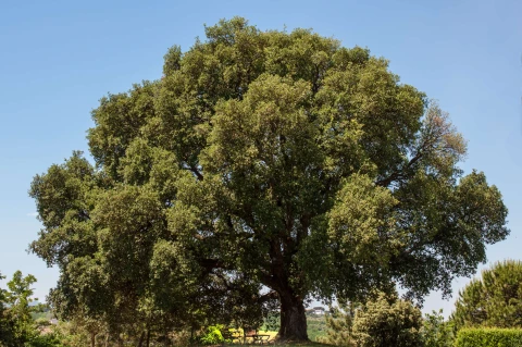Casale Nel Bosco, Toscane