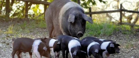 Borgo del Poggio (1), vakantiehuisVilla, Toscane, people: 4