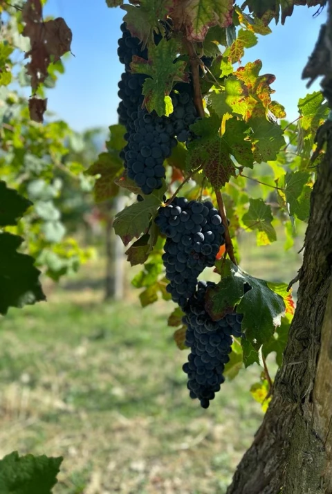 Casa Amalia, Vakantiehuis, Lombardije, people: 13