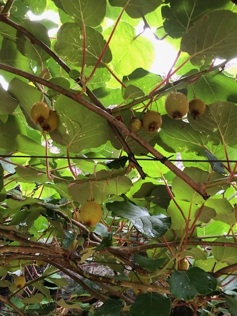 Casa Boa Vista, Vakantiehuis, Porto, people: 6