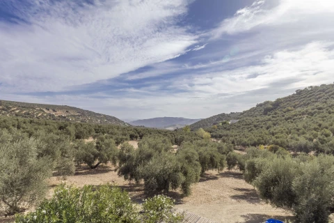 Casa Olivo, Vakantiehuis, Costa Del Sol, people: 8