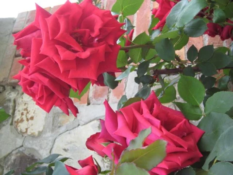 Conte Gualtiero, vakantiehuisVilla, Toscane, people: 8