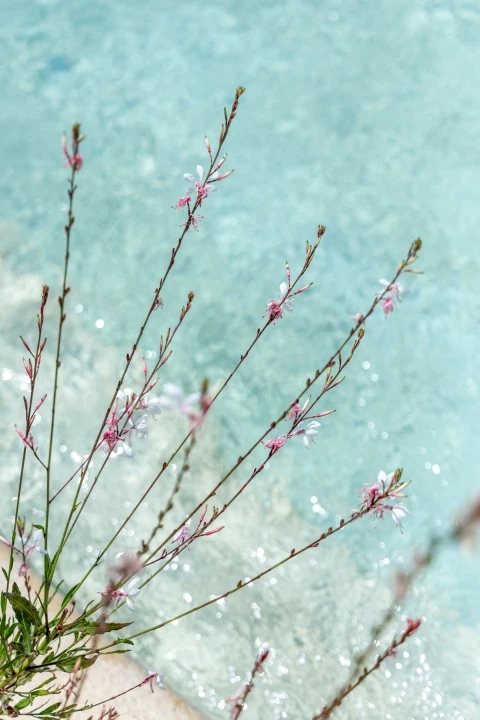 Douceur de Provence, Vakantiehuis, Provence, people: 8