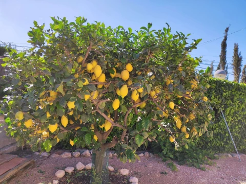 Finca Rosalia, Vakantiehuis, Costa Blanca, people: 4