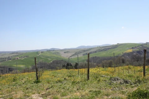 Giardino (le rose), vakantiehuisVilla, Toscane, people: 4