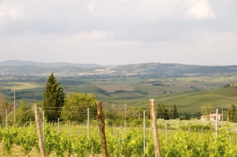 Giardino (le rose), vakantiehuisVilla, Toscane, people: 4