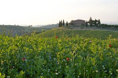 Giardino (le rose), vakantiehuisVilla, Toscane, people: 4