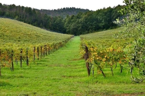 Il Frantoio, vakantiehuisVilla, Toscane, people: 18