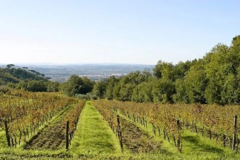 Il Frantoio, vakantiehuisVilla, Toscane, people: 18