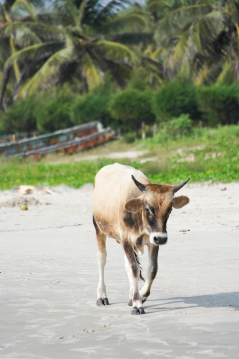 Holiday home in Casamance for 10 people - Kajendo Lodge
