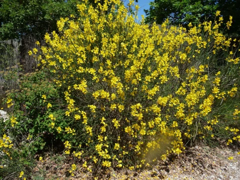 La Maison du Grand Chêne, Vakantiehuis, Provence, people: 6