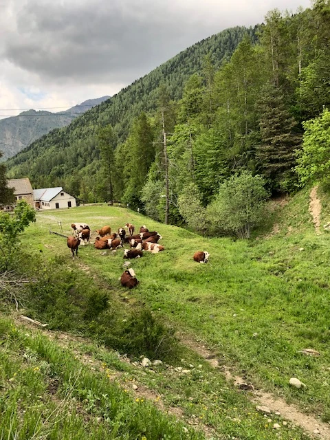 Le Forest Arto, Vakantiehuis, Provence, people: 6