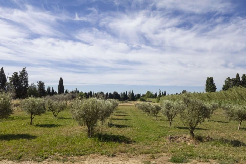 Le Mas des Oliviers, Vakantiehuis, Provence, people: 8