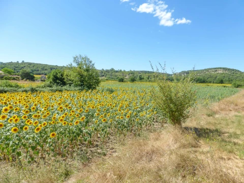 Le Petit Mas, Vakantiehuis, Languedoc-Roussillon, people: 6