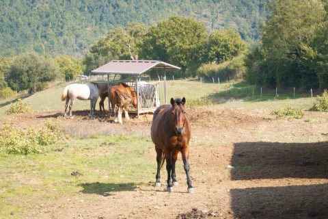 Vakantiehuis in Toscane voor 12 personen - Villa Airone