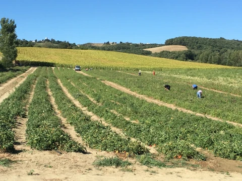 Villa Le Rey, Vakantiehuis, Languedoc-Roussillon, people: 18