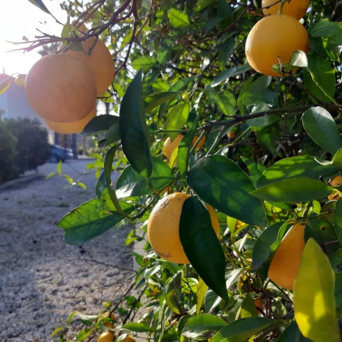 Maison de vacances en Algarve pour 12 personnes - Villa Luminea