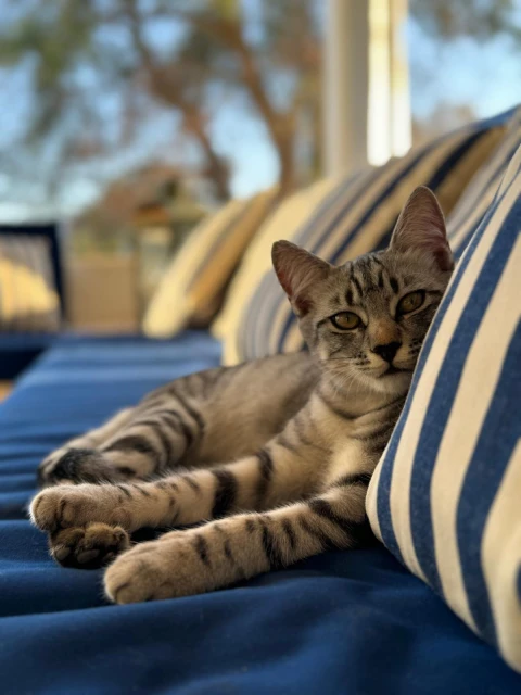Villa Mattea, vakantiehuisVilla, Puglia, people: 8