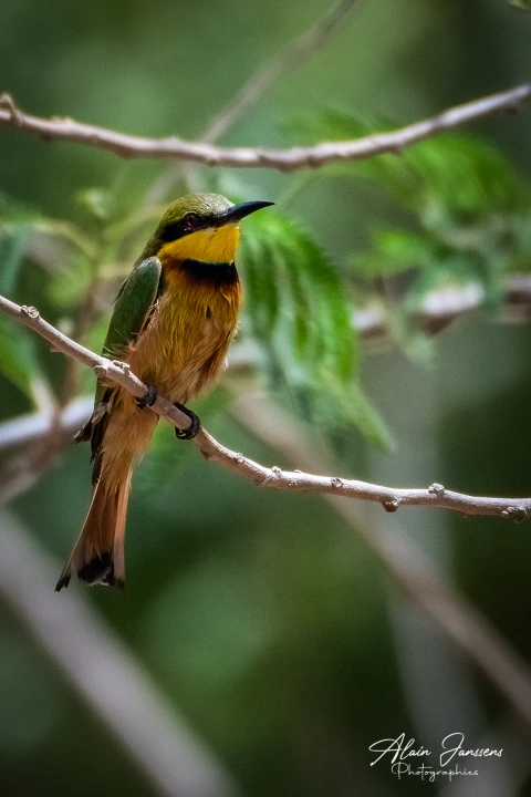 Villa Oasis, Vakantiehuis, Saly, people: 7