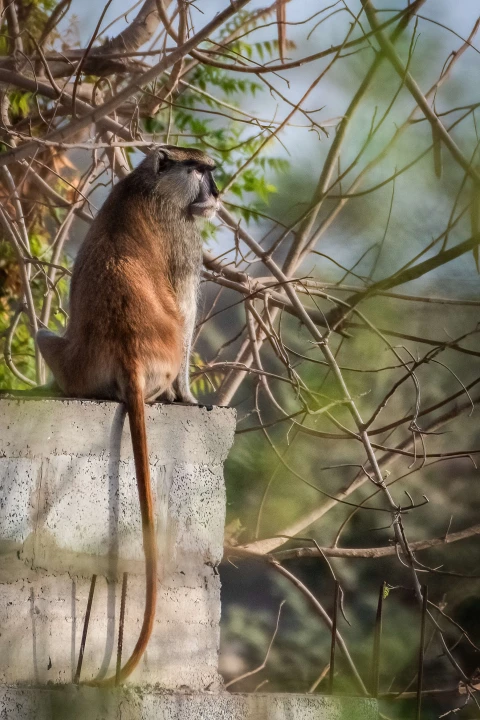 Villa Oasis, Vakantiehuis, Saly, people: 7