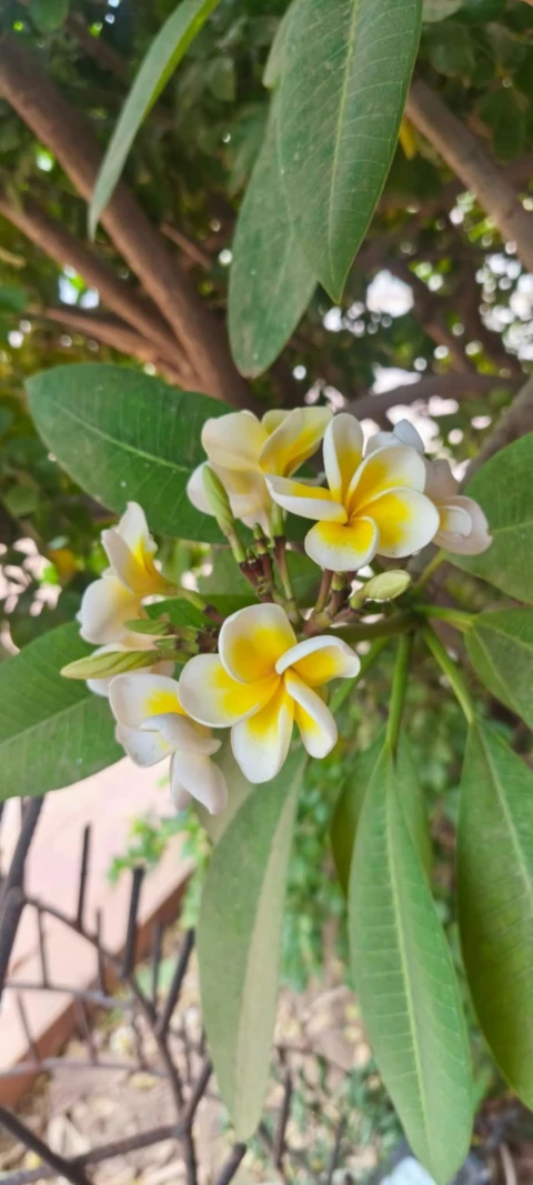 Villa Oasis, Vakantiehuis, Saly, people: 7