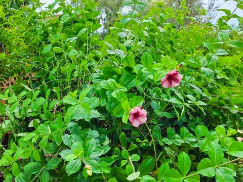 Villa Oasis, vakantiehuisVilla, Saly, people: 7