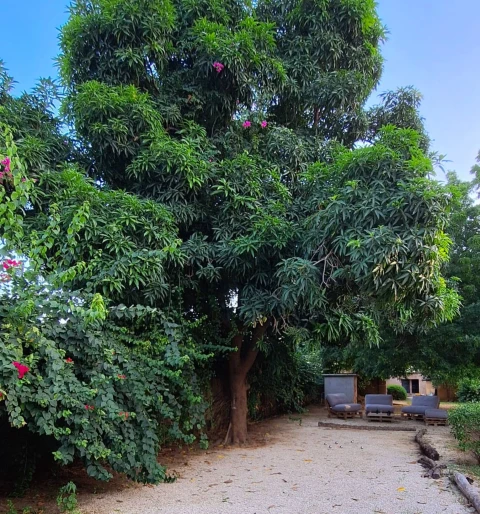 Villa Oasis, Vakantiehuis, Saly, people: 7