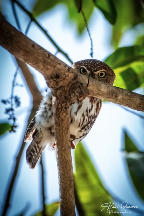 Villa Oasis, Vakantiehuis, Saly, people: 7