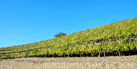 Villa Vinho, Vakantiehuis, people: 8