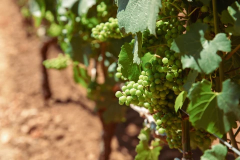 molly-bailey-icmmenf-rcu-unsplash